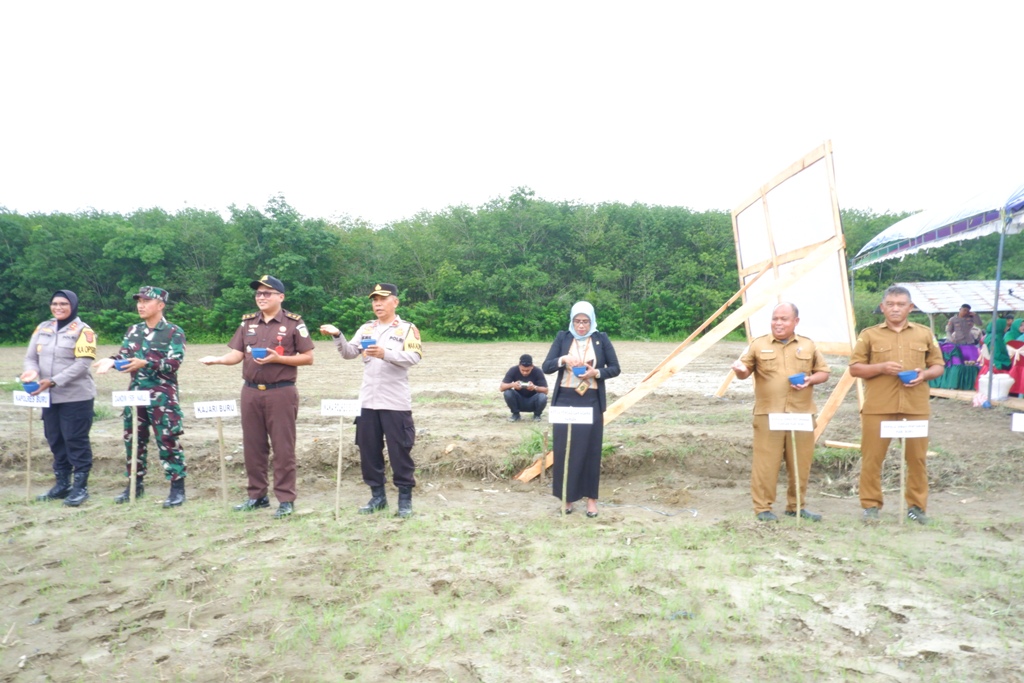 Penanaman Jagung serentak 2025 1