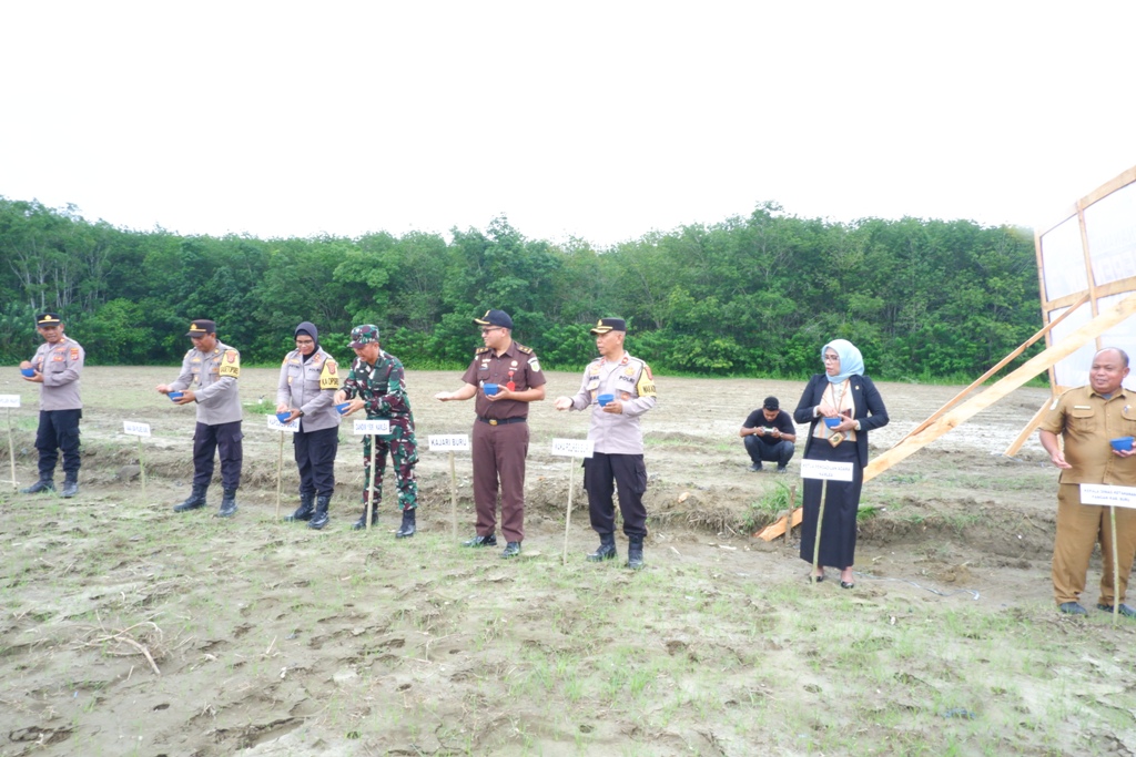 Penanaman Jagung serentak 2025 2