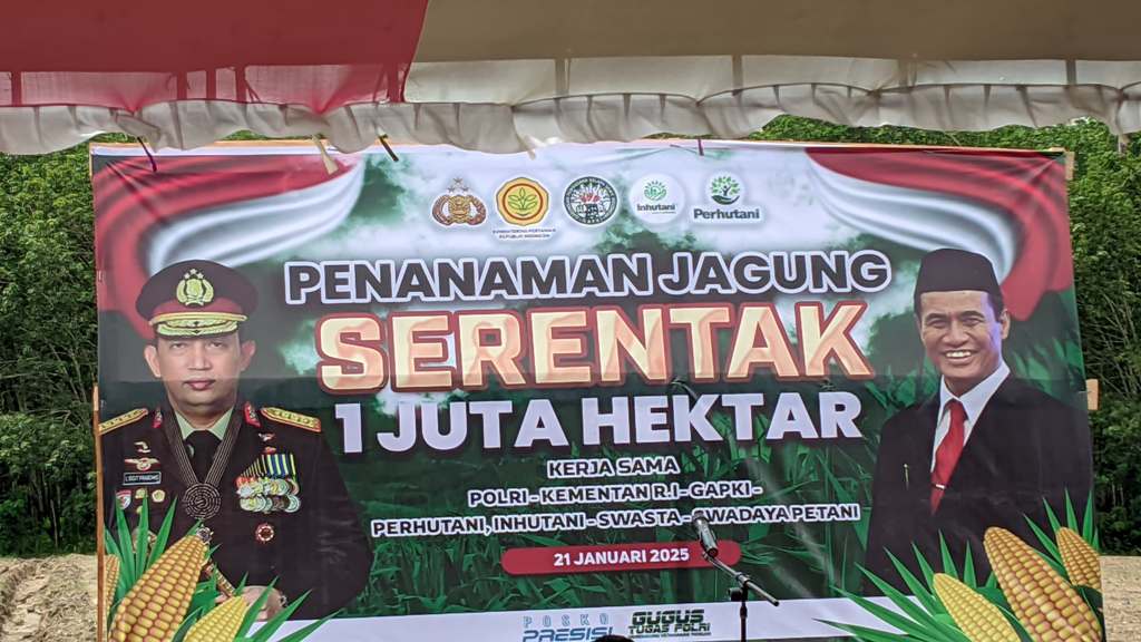 Penanaman Jagung serentak 2025 5
