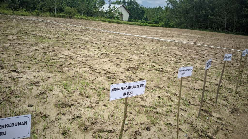 Penanaman Jagung serentak 2025 6