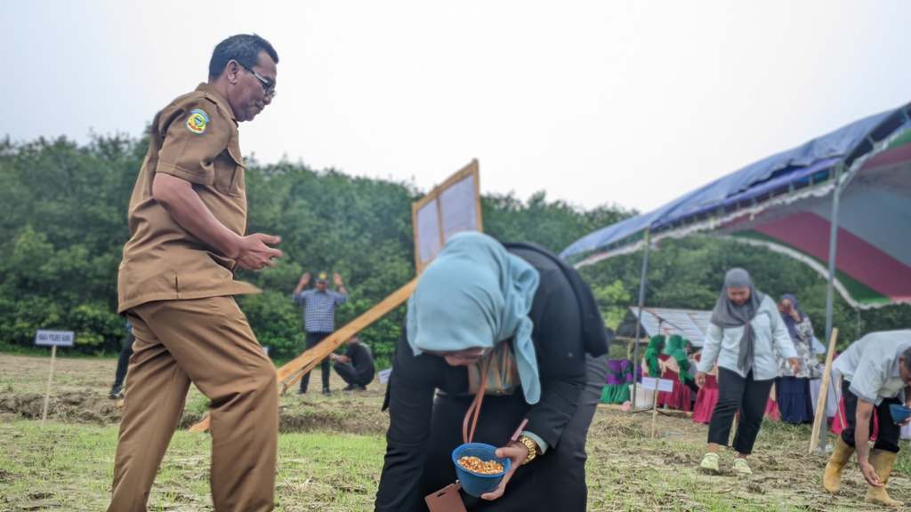 Penanaman Jagung serentak 2025 7